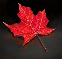 Red Maple by Joanne Helman